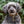 Collier en cuir personnalisable pour chien, Emplacement AirTag – Voyageur Argos