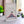 Galton board normal distribution, mathematical desk object - QUINCUNX