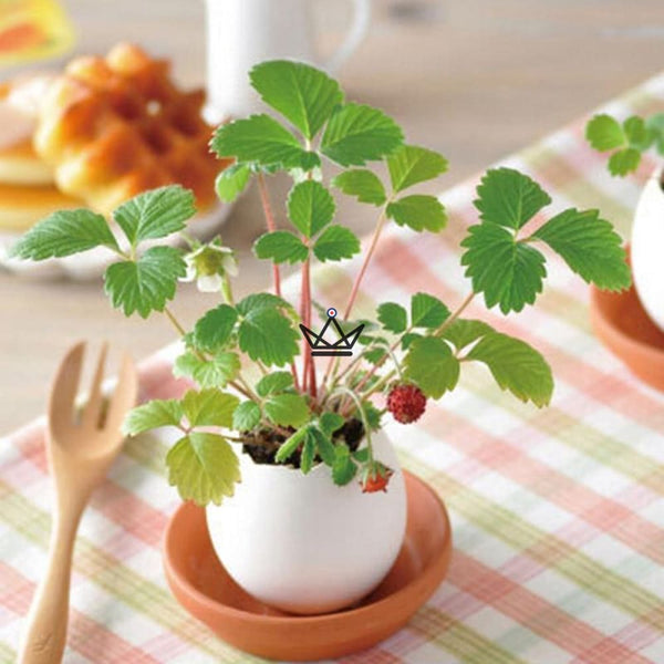 oeuf plante eggling cadeau enfant fraise des bois